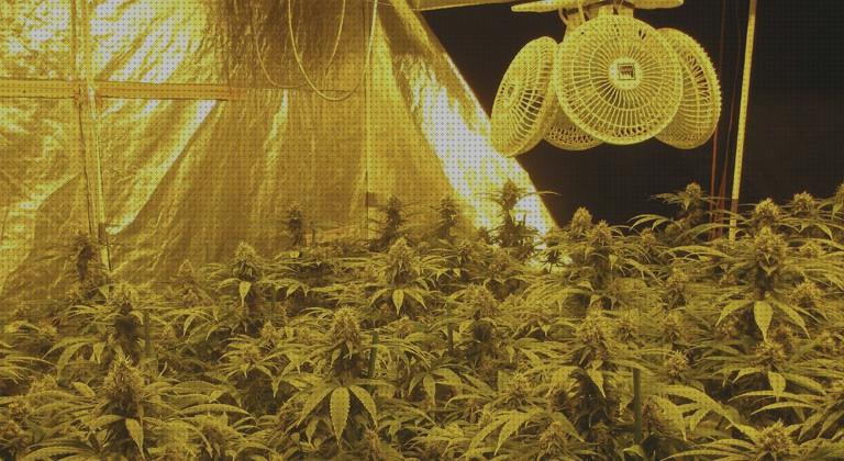 Las mejores 20 Máquinas Plantar Marihuanas Interiores