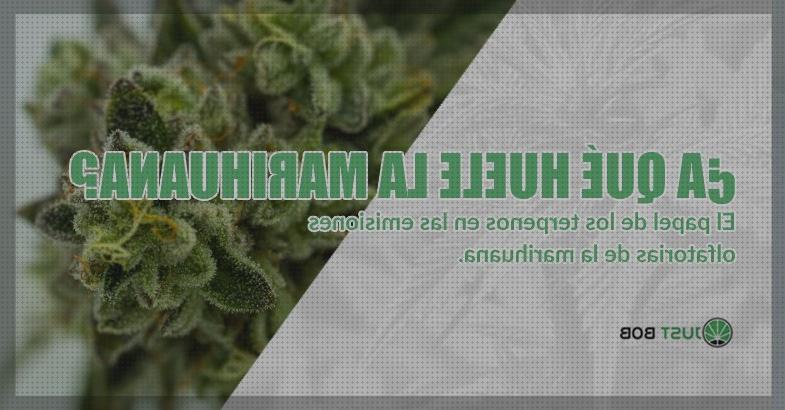 Las mejores marcas de marihuana olor incienso marihuanas marihuana con olor a vainilla