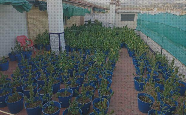 ¿Dónde poder comprar marihuana garganta seca marihuanas marihuana en la terraza olor?