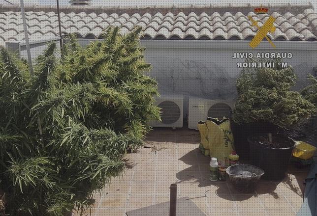 Las mejores marcas de marihuana garganta seca marihuanas marihuana en la terraza olor