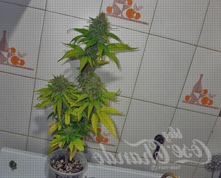 Las mejores 23 Marihuanas En Macetas Chicas