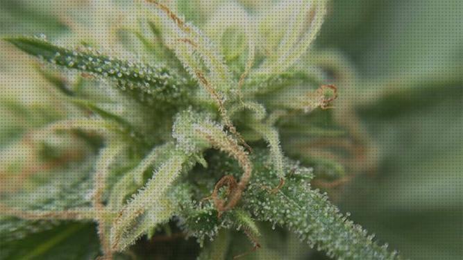 Review de marihuana floracion desde semilla