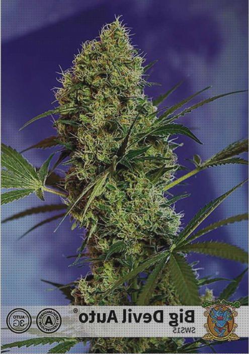 Las mejores marihuanas marihuana gigante semillas