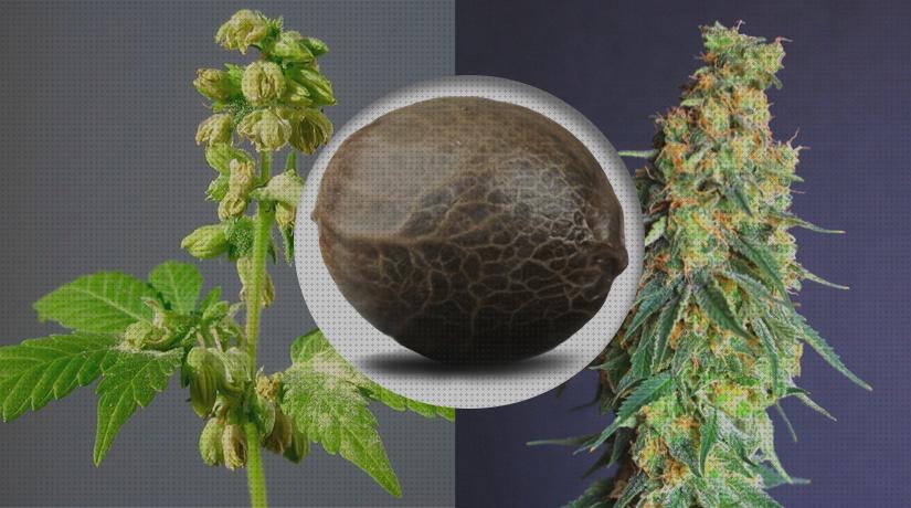 25 Mejores marihuanas hembras semillas