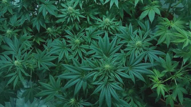 Las mejores 7 Marihuanas Hojas Verdes Oscuros Secados
