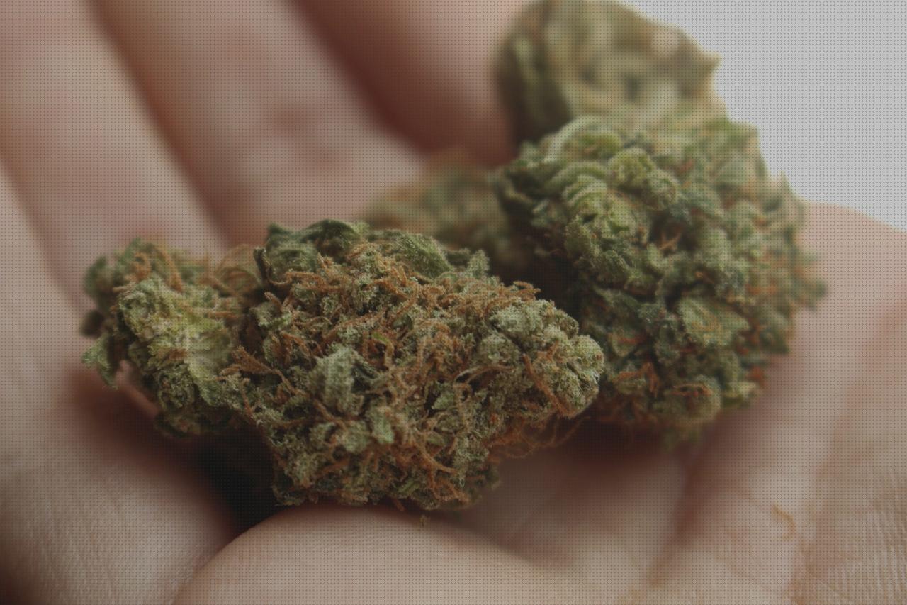 Review de las 29 mejores marihuanas kush secados