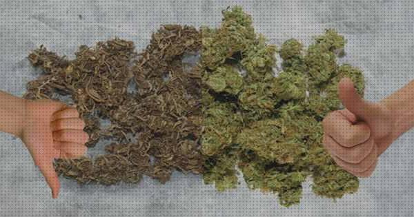 Las mejores marcas de marihuanas marihuana marron seca