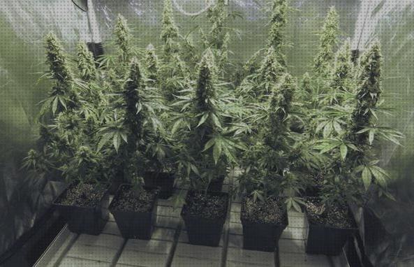 Las mejores marihuana olor incienso marihuanas marihuana olor discreto