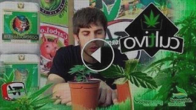 Review de marihuana primeros riegos