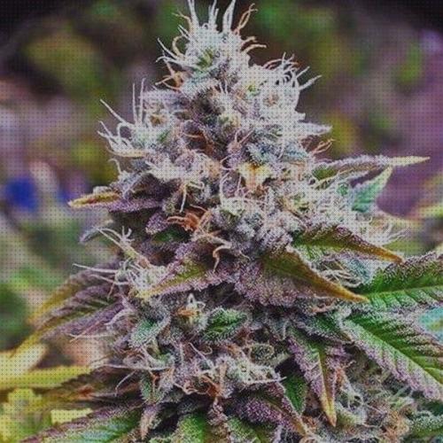 Las mejores marihuana purple semillas