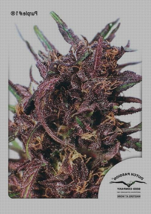 Review de marihuana purple semillas