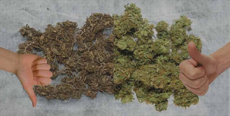 Las mejores marcas de marihuanas marihuana seca