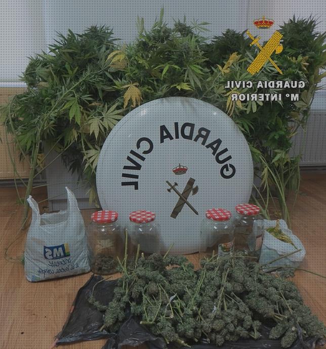 20 Mejores marihuanas secas pesos bajo análisis