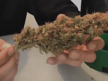 ¿Dónde poder comprar marihuana secado oídio marihuanas marihuana secado peso?