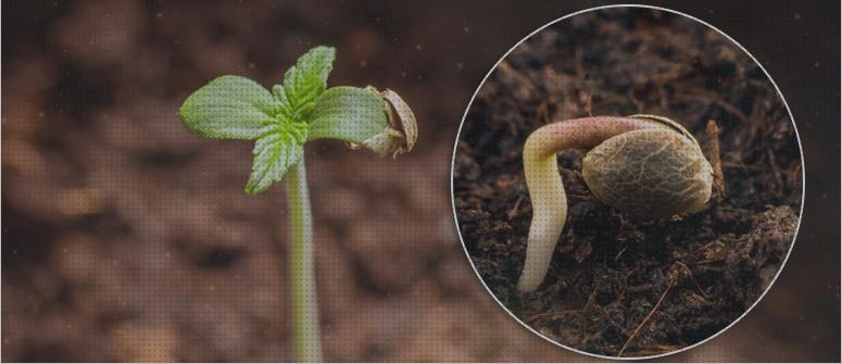 ¿Dónde poder comprar marihuanas marihuana sembrar semillas?