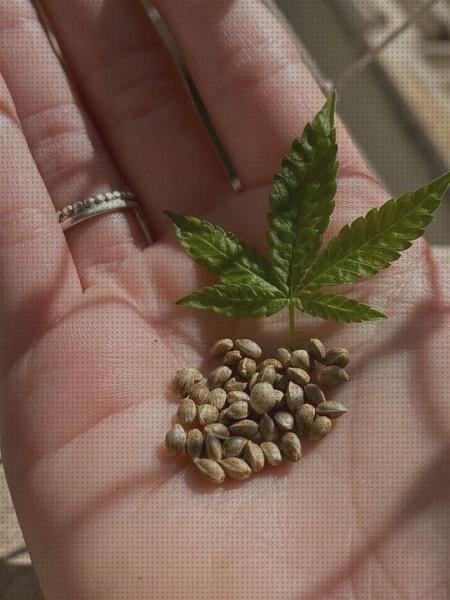Review de marihuana semilla