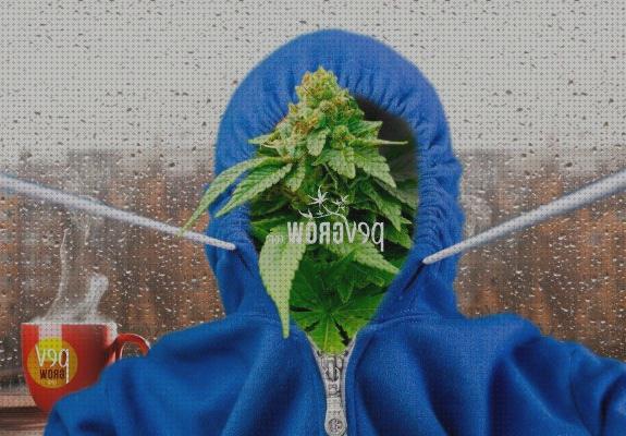 ¿Dónde poder comprar marihuana semilla marihuanas marihuana semillas frío?