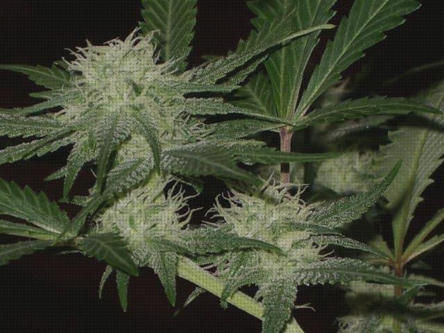 Las mejores marcas de marihuana olor incienso marihuanas marihuana sin olor en curado