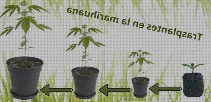 ¿Dónde poder comprar marihuana garganta seca marihuanas marihuana trasplante maceta 1l?