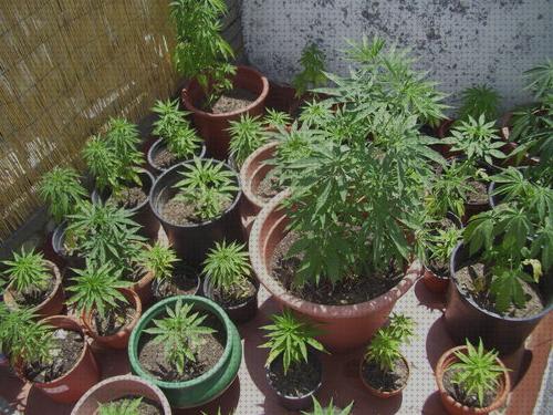 Opiniones de las 17 mejores Marihuanas Tres Plantas En Unas Macetas