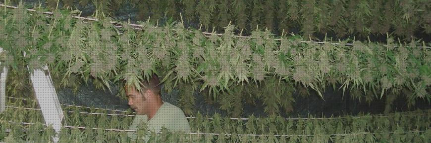 Las mejores semillas de cañamo pelado naturgreen semillas cañamo naturgreen articulo sancion olor a marihuana mayas de secado de la marihuana