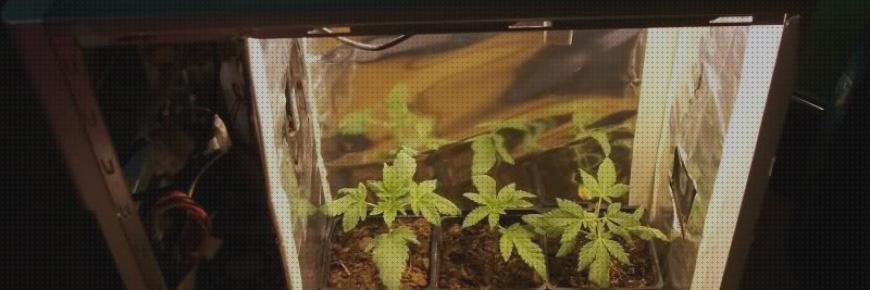 Las mejores mini pipa de cannabis cannabis mini armario de cultivo cannabis