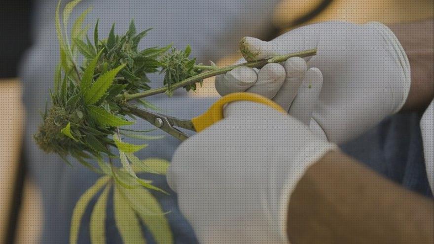 Las mejores modulo comercio al pormenor de semillas y cannabis vino cannabis fertilizante semillas de cannabis autofloracion modulo comercio al por menor de semillas y cannabis