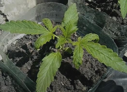 Las mejores vino cannabis fertilizante semillas de cannabis autofloracion cannabis oja seca cannabis