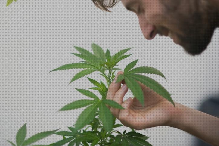 Los mejores 29 Olores De Las Marihuanas