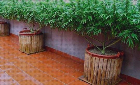 Review de olores de marihuana cultivo terraza