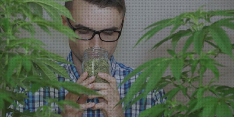 Review de los 28 mejores cannabis olores