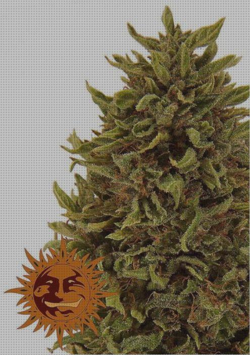 Opiniones de los 11 mejores Pineapple Express Semillas Marihuanas