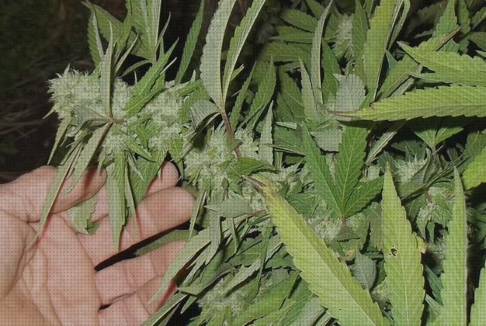 Las mejores marcas de semillas marihuana plantas pequeñas plantas con semillas marihuana