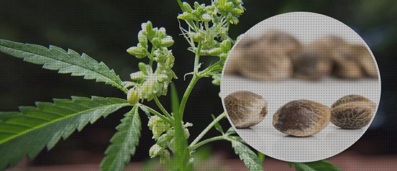 Las 30 Mejores Plantas Con Semillas Marihuanas
