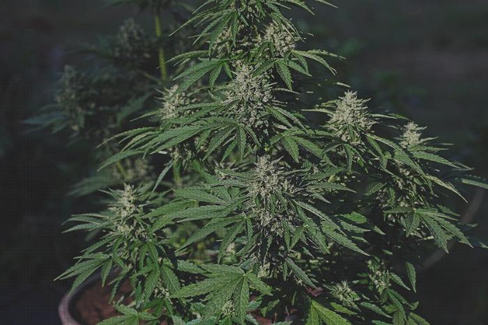 Las mejores 25 Plantas De Marihuanas Autoflorecientes 1ra Cosechas
