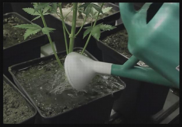 ¿Dónde poder comprar semillas marihuana plantas pequeñas plantas de marihuana en maceta hojas amarillas?