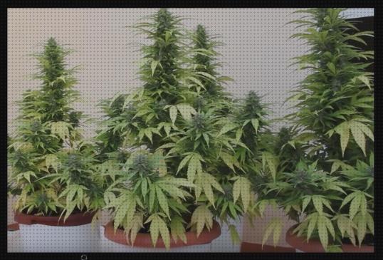 Las mejores semillas marihuana plantas pequeñas plantas de marihuana en maceta hojas amarillas