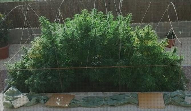 ¿Dónde poder comprar macetas plantas de marihuana en macetas cuidados?