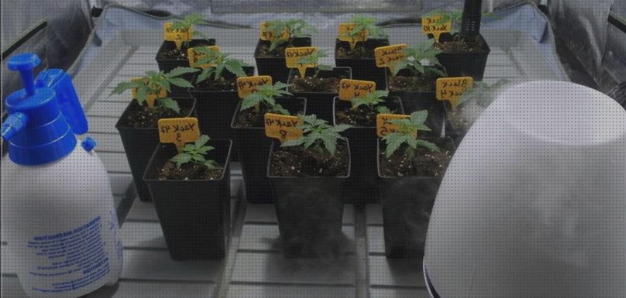 Las mejores macetas plantas de marihuana en macetas cuidados