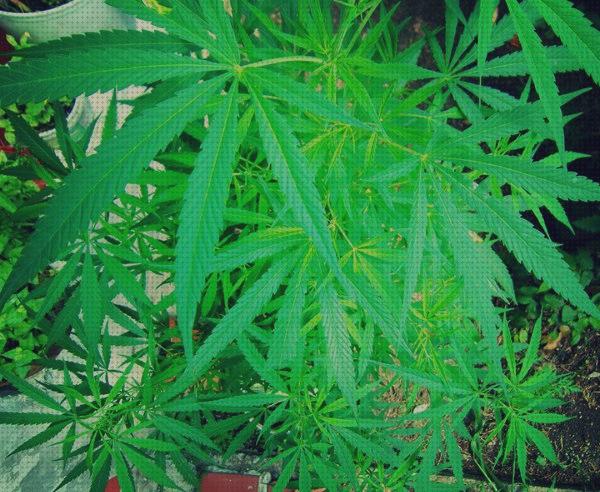 Análisis de las 23 mejores Plantas De Marihuanas Mui Olorosas