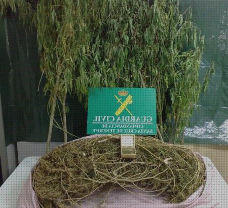 Las mejores semillas marihuana plantas pequeñas plantas de marihuana secandose