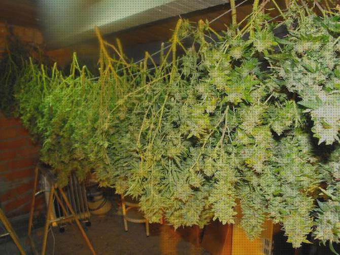 Las 25 Mejores Plantas De Marihuanas Secandose