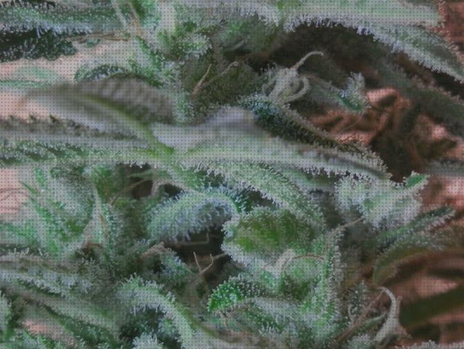 Análisis de las 28 mejores Plantas De Marihuanas Sin Semillas