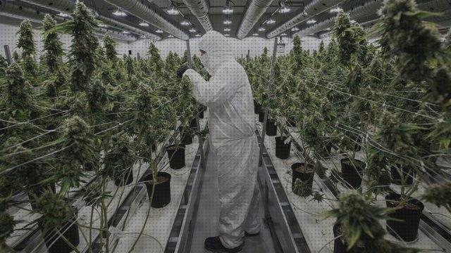 Las mejores semillas marihuana plantas pequeñas plantas de marihuana uy secas