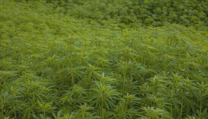 Las mejores marcas de semillas marihuana plantas pequeñas plantas marihuana sin olor