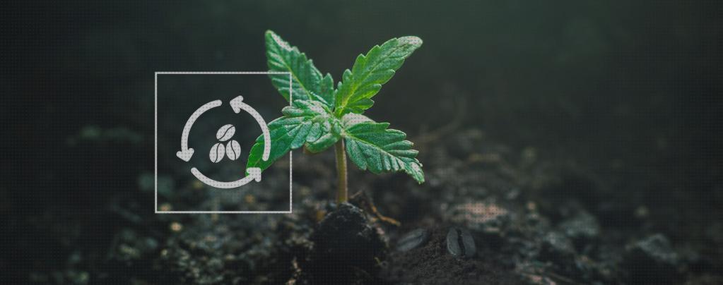 ¿Dónde poder comprar estimulador de raizes cannabis vino cannabis fertilizante semillas de cannabis autofloracion posos cafe ph sustrato cannabis?