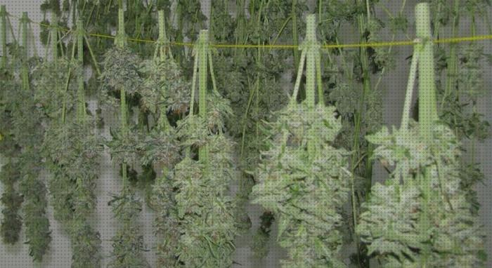 Las mejores semillas de cañamo pelado naturgreen semillas cañamo naturgreen articulo sancion olor a marihuana proseso de secado de la marihuana