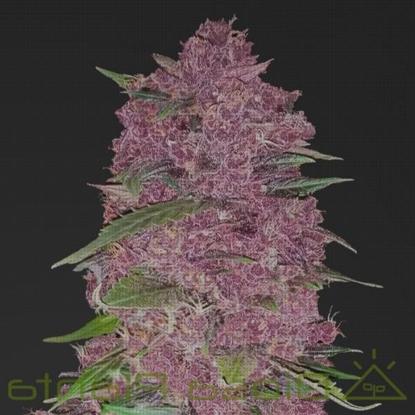 ¿Dónde poder comprar purple purple marihuana semilla?