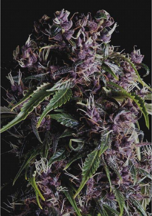 Las mejores purple purple marihuana semilla