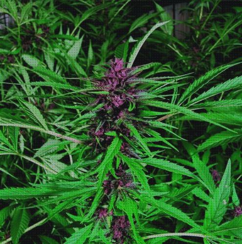 Review de purple marihuana semilla